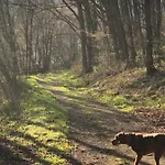 Waldbaden Im Nationalpark Eifel- Am Bach