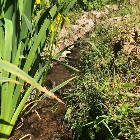 بيت للعطل Waldbaden Im Nationalpark Eifel- Am Bach