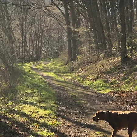 Waldbaden Im Nationalpark Eifel- Am Bach