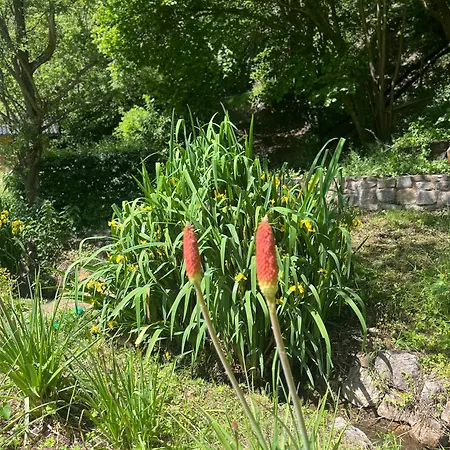 Waldbaden Im Nationalpark Eifel- Am Bach 別荘 *