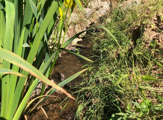 Semesterbostad Waldbaden Im Nationalpark Eifel- Am Bach