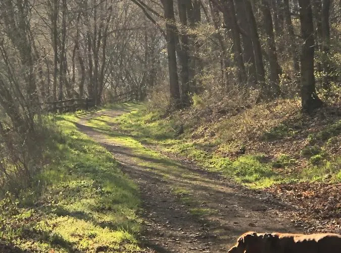 Waldbaden Im Nationalpark Eifel- Am Bach